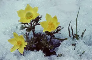 Pasqueflower: Yellow Alpine Pasqueflower in snow