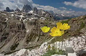 Cime: Yellow Alpine Poppy Tre Cime, Dolomites, Italy
