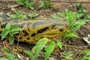 Anaconda: Yellow Anaconda / Paraguayan Anaconda, head, Pantanal