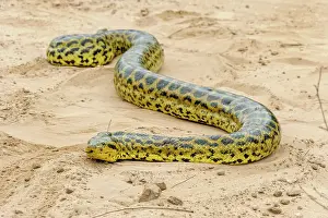 Anaconda: Yellow Anaconda / Paraguayan Anaconda, Pantanal