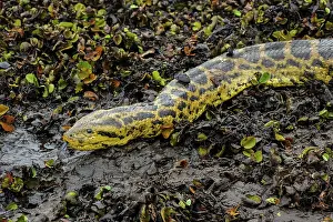 Anaconda: Yellow Anaconda / Paraguayan Anaconda, Pantanal