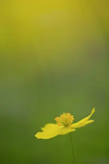 Xd6land: Yellow Anemone