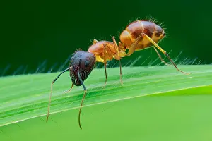 Camponotus: A yellow ant (Camponotus sp.) on a grass leaf