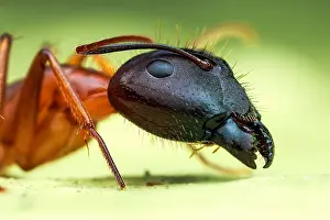 Aculeata: Yellow ant (Camponotus sp.) head shot