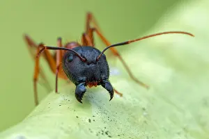 Aculeata: Yellow ant (Camponotus sp.) head shot
