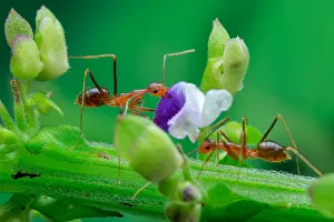 Picking: Yellow ant (Camponotus sp.) picking purple flower
