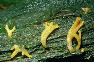 D. W. Greenslade: Yellow / Antler Fungus
