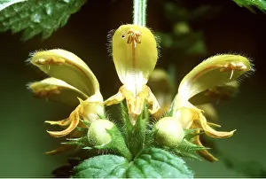 Elizabeth Bomford: Yellow Archangel