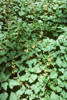 Archangel: Yellow Archangel