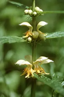 Archangel: Yellow ARCHANGEL - close-up