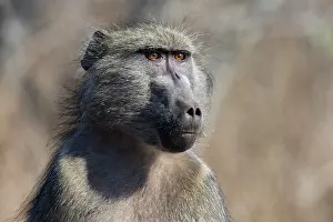 Cynocephalus: Yellow Baboon