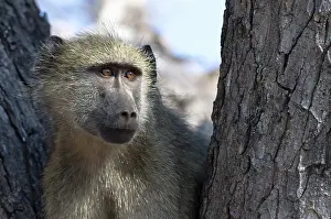 Cynocephalus: Yellow Baboon