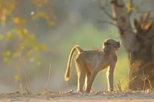 Cynocephalus: Yellow Baboon