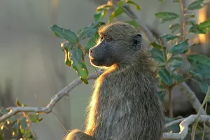 Cynocephalus: Yellow Baboon