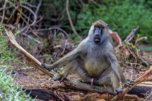 Amboseli: Yellow baboon in amboseli National Park, Kenya