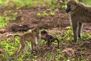 Baboons: Yellow baboon babies playing in Amboseli National Prk, Kenya