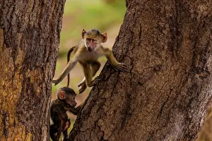 Baboons: yellow baboon babies playing on a tree in Amboselli