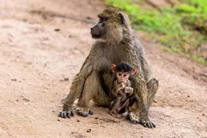 Amboseli: Yellow baboon baby with mother in Amboseli National