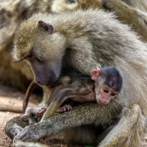 Arms: Yellow baboon baby in mothers arms in Amboseli National