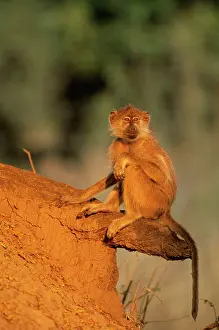 Cynocephalus: Yellow BABOON - Basking in the light of the early morning