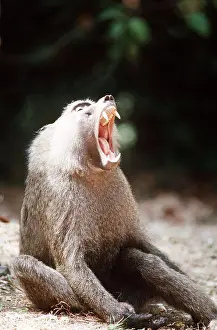 Baboons: YELLOW BABOON - calling