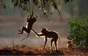 Contentment: YELLOW BABOON - morning play