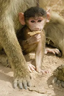 Cynocephalus: Yellow Baboon, Papio cynocephalus, portrait