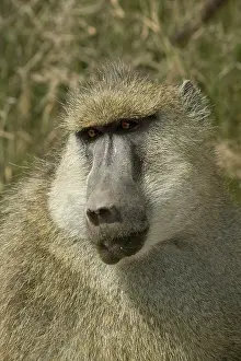 Cynocephalus: Yellow Baboon, Papio cynocephalus, portrait
