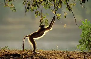 Cynocephalus: YELLOW BABOON - reaching for leaves, playful in