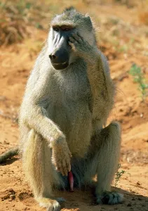 Penis: Yellow Baboon - showing genetalia