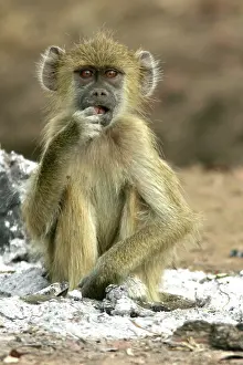 Cynocephalus: Yellow Baboon - sitting in ash of fire