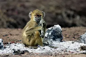 Cynocephalus: Yellow Baboon - sitting in ash of fire