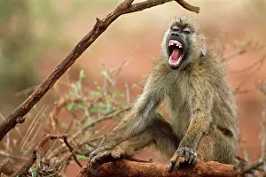 Cynocephalus: Yellow Baboon - Sitting down vocalising