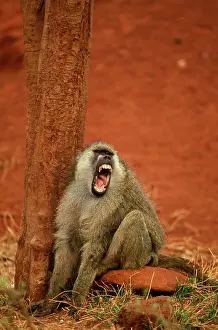 Cynocephalus: Yellow Baboon - Vocalising on ground next to tree