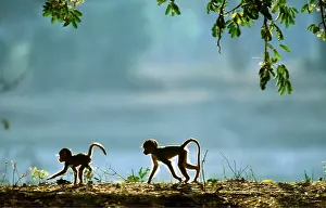 Baboons: YELLOW BABOON - x two young, in the morning