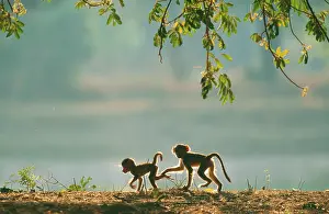 Cynocephalus: Yellow BABOON - two young, in the early morning