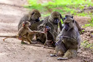 Baboons: Yellow baboons grooming and babies playing in Amboseli