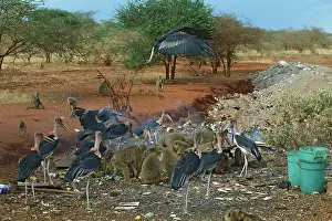 Cynocephalus: Yellow Baboons and Marabou Storks (Leptoptilos