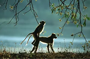 Baboons: YELLOW BABOONS - Mating in the early morning