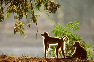 Baboons: YELLOW BABOONS - one sitting, one standing, early morning