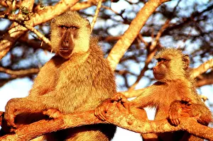 Baboons: YELLOW BABOONS - in tree