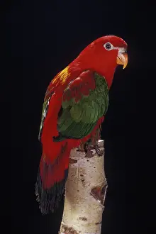 Lorries: Yellow-Backed Chattering Lory