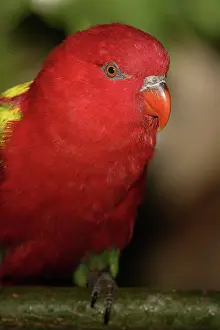Chattering: Yellow-backed Chattering Lory