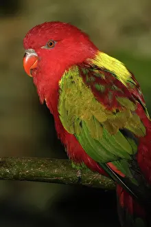 Chattering: Yellow-backed Chattering Lory