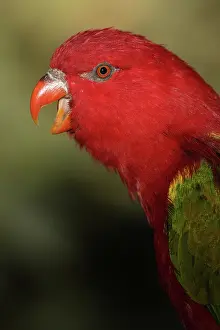 Chattering: Yellow-backed Chattering Lory