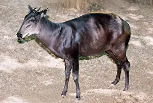Duiker: Yellow-backed Duiker