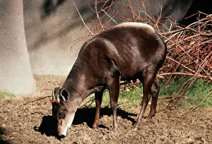 Duiker: Yellow-backed Duiker