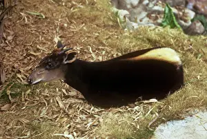 Duiker: Yellow-backed Duiker - showing yellow stripe
