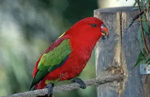 Lorikeet: Yellow-backed Lory