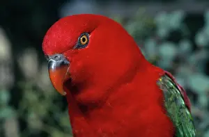 Lorikeet: Yellow-backed Lory